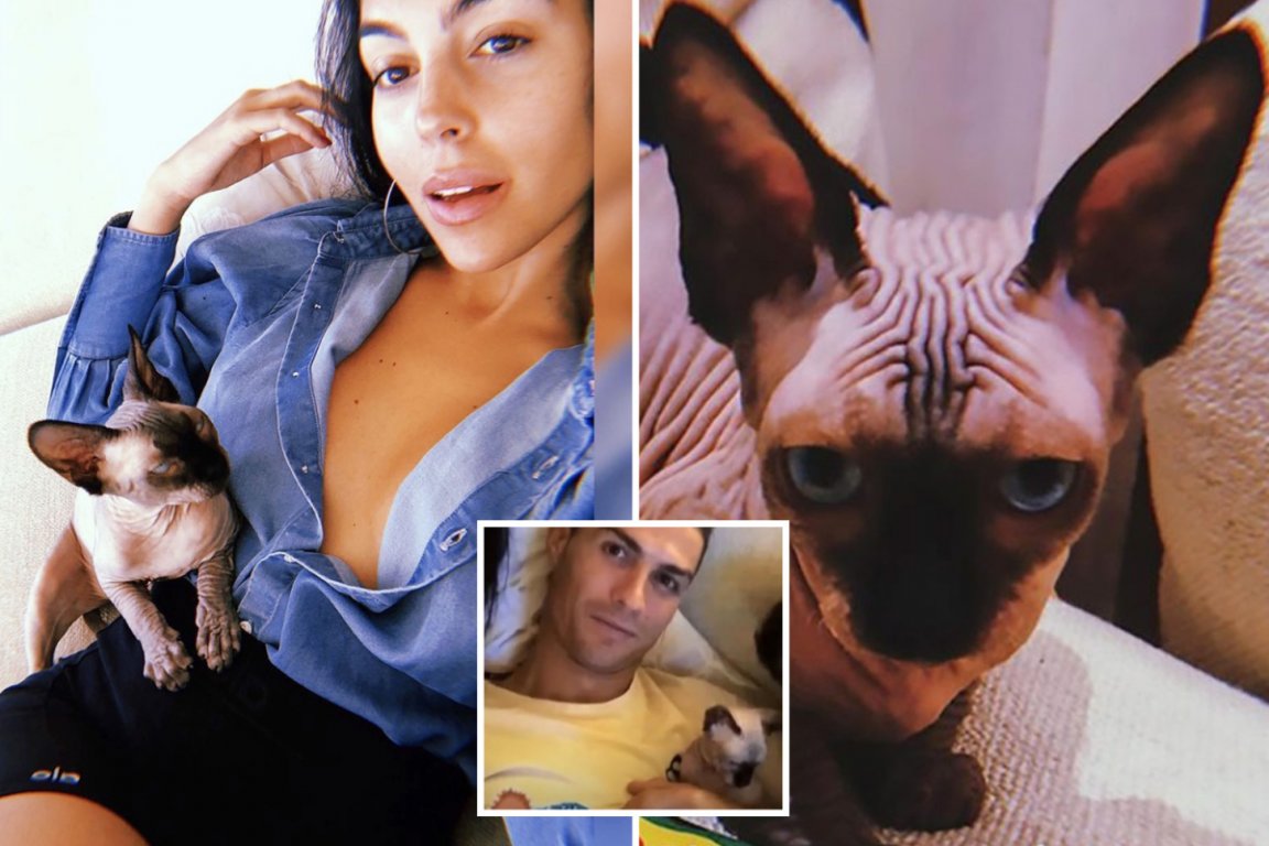 comp-ch-twin-ronaldo-cat